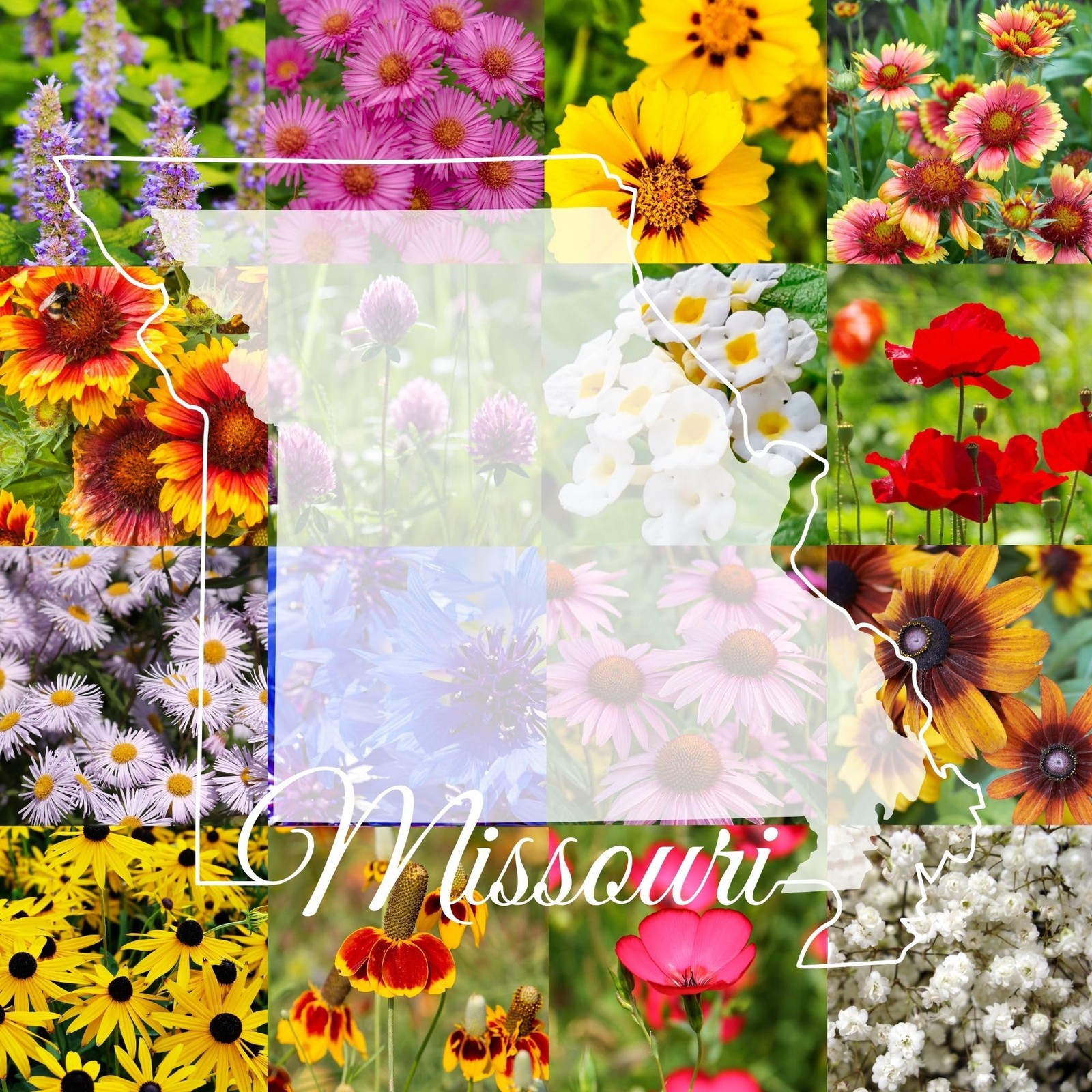 Missouri Bulk Perennial Wildflower Seed Mix 1/4 Pound Covers 500sq-ft – Attra…