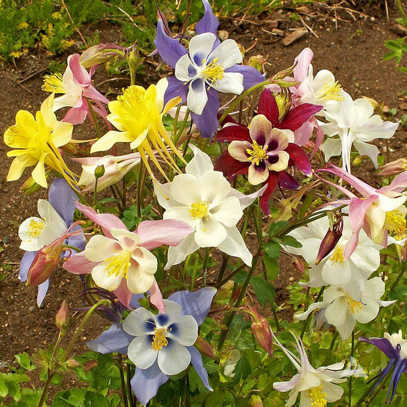McKana Giant Mix Columbine Seeds | Non-GMO | Free Shipping | Seed Store | 1216