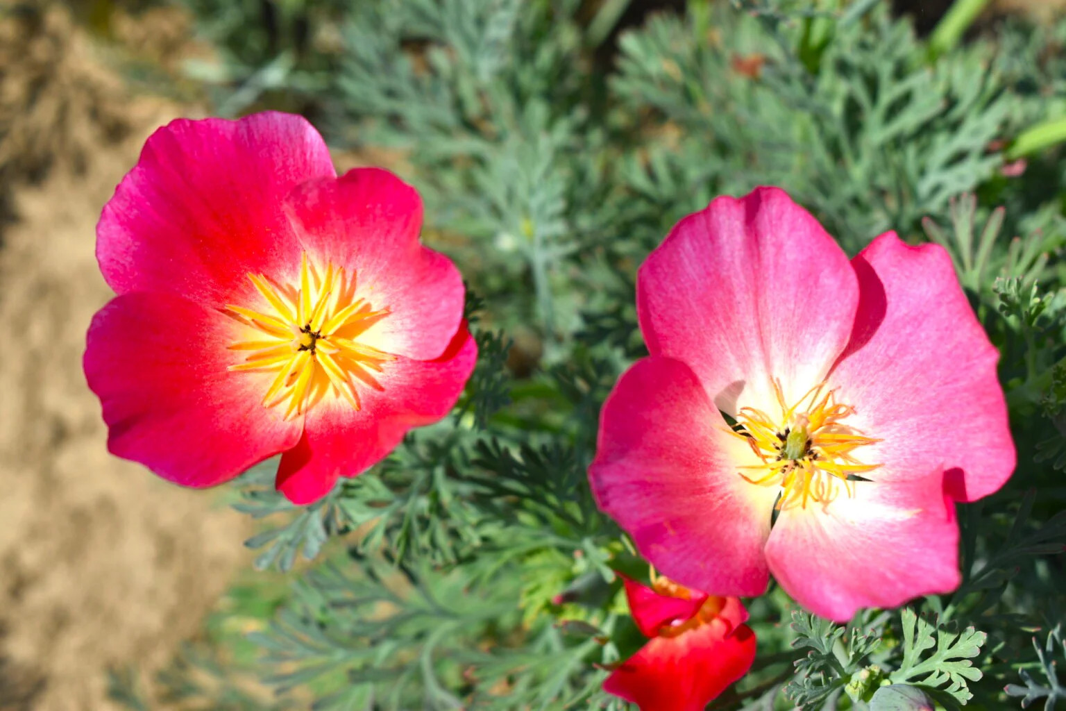 Carmine California Poppy Seeds | Pink Rose Purple Flower Seed 2024 Fast Shipping