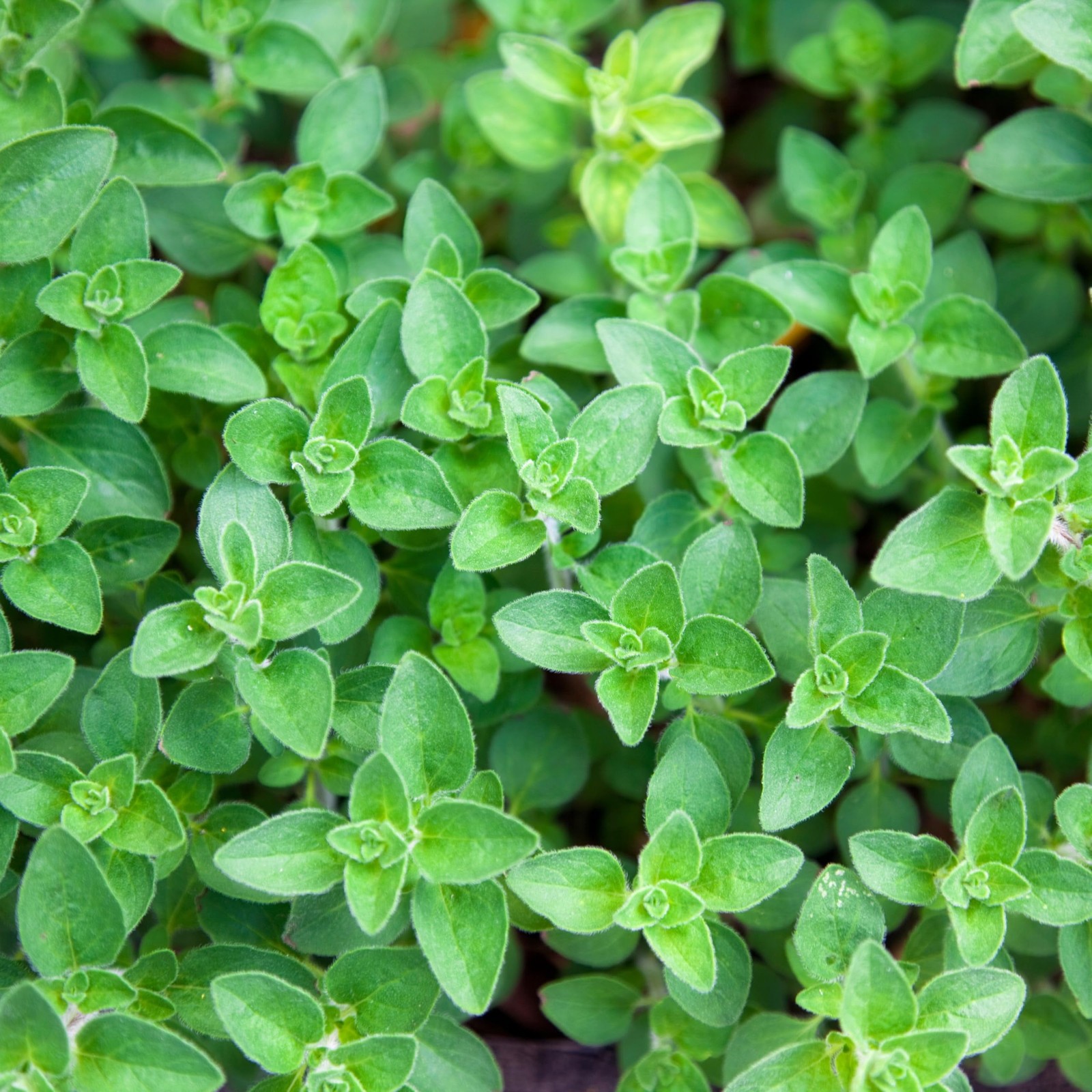 Common Oregano Seeds Heirloom Non-GMO Free Shipping