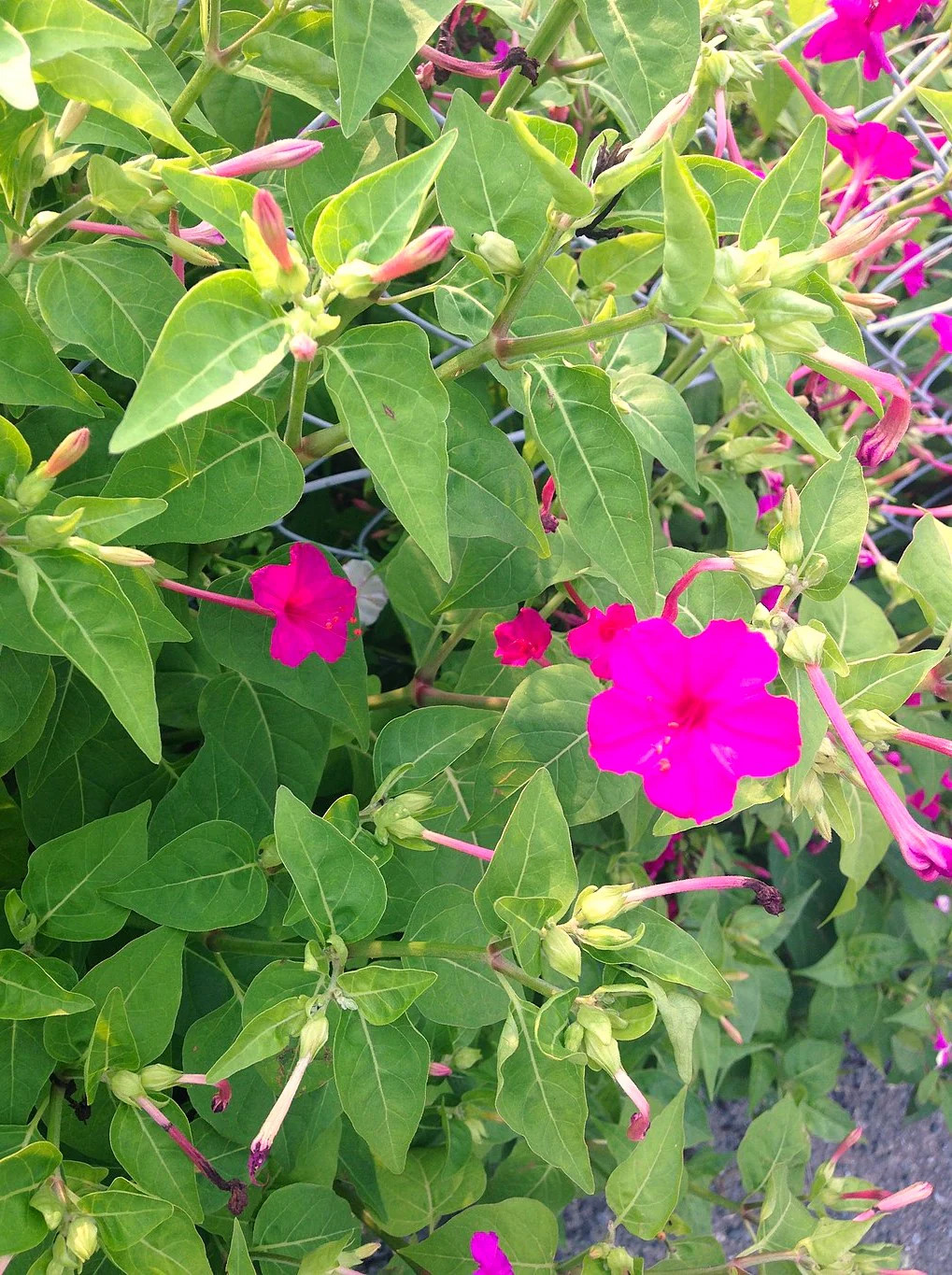 Pink Four O’ Clock Seeds | Mirabilis Rose Marvel Peru Magenta Flower Seed 2025