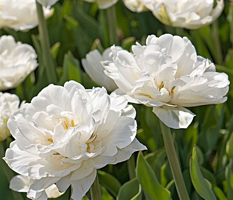 GIANT FLOWERING SNOWDROPS-GALANTHUS Flower Bulb Pretty Flowers, Check Our Store
