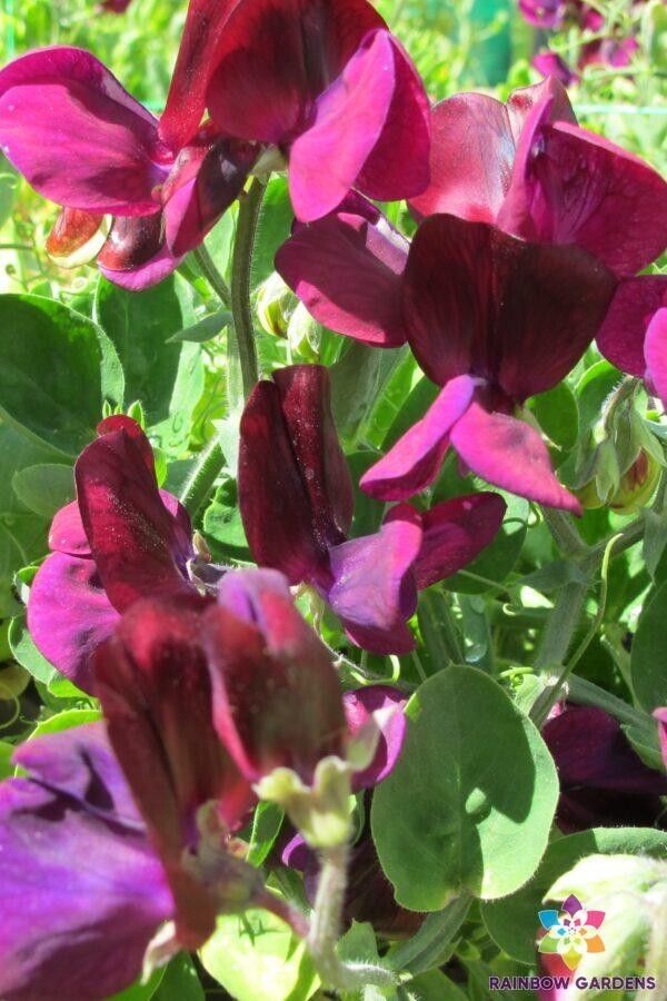 50+ Cupid Mahogany Dwarf Sweet Pea Seeds for Garden – USA – FREE SHIPPING!