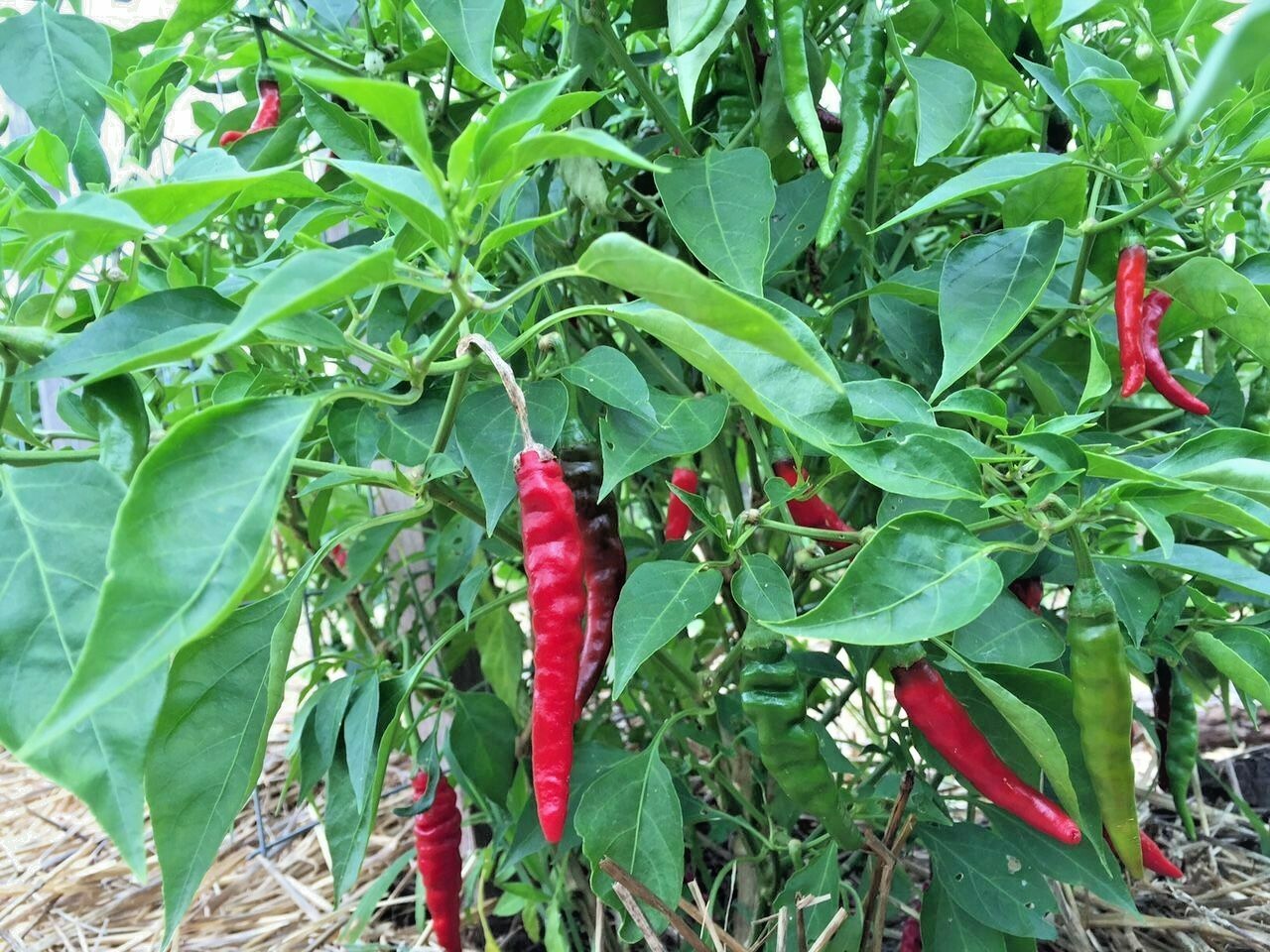 101+CAYENNE Hot Red PEPPER Seeds Organic Summer Vegetable Garden Container Easy