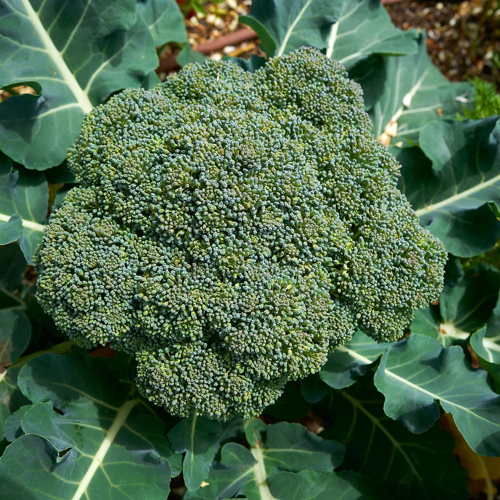 Purely Organic Broccoli Seeds Waltham 29 – Approx 750 Seeds – USDA Organic,