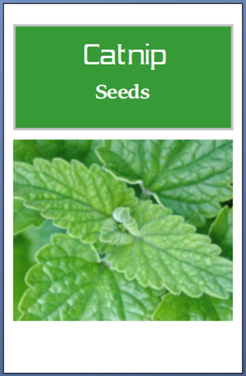 Catnip Seeds for Cat Lovers | NON-GMO Catnip Seeds | Fresh Herb Perrenial Seeds