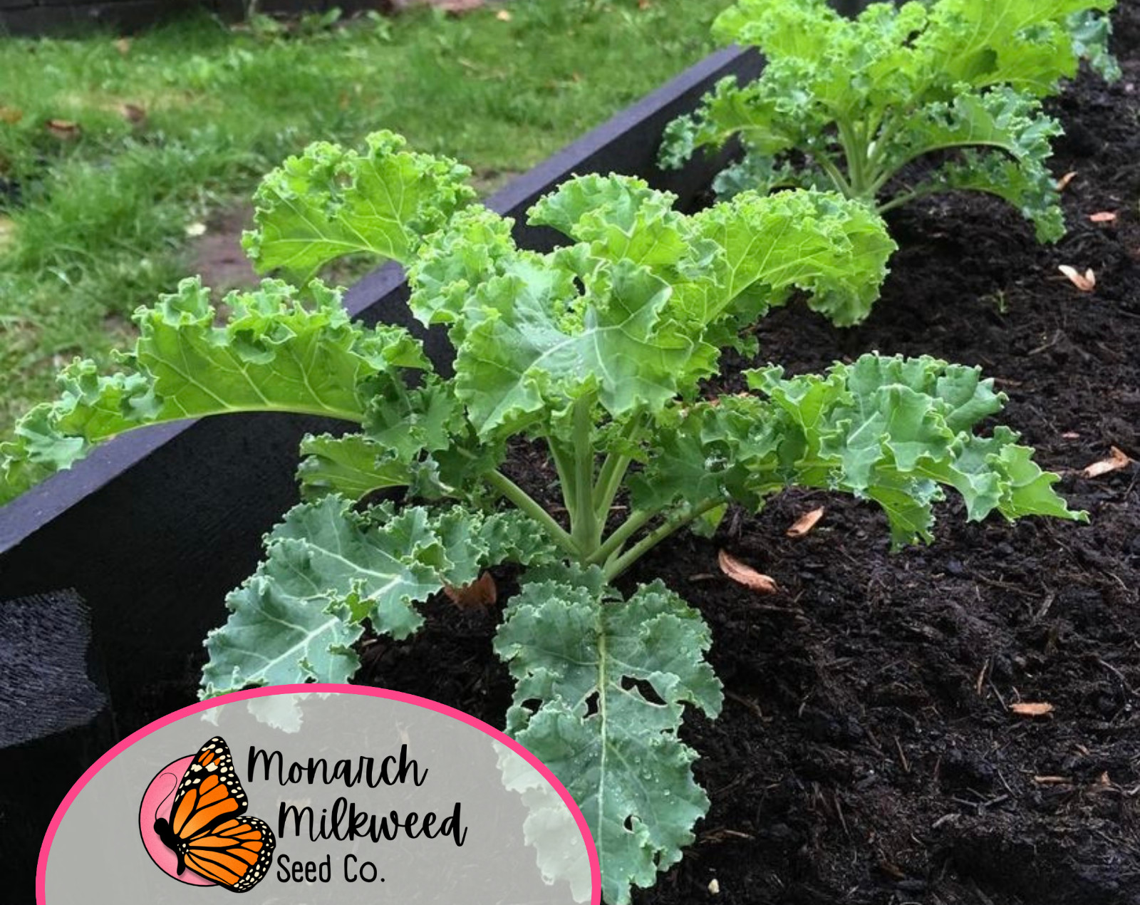 2500+ Kale Seeds ‘Vates Blue Scotch Curled’ | Heirloom, Non-GMO Vegetable Seeds