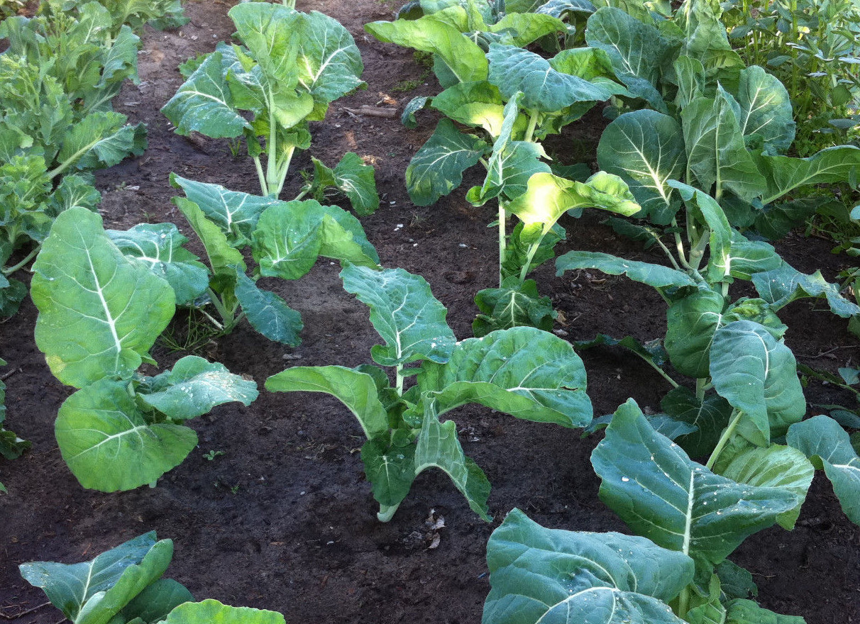 PREMIER KALE SEED * EARLY VARIETY * TENDER * OVERWINTER * 100 COUNT PKT.