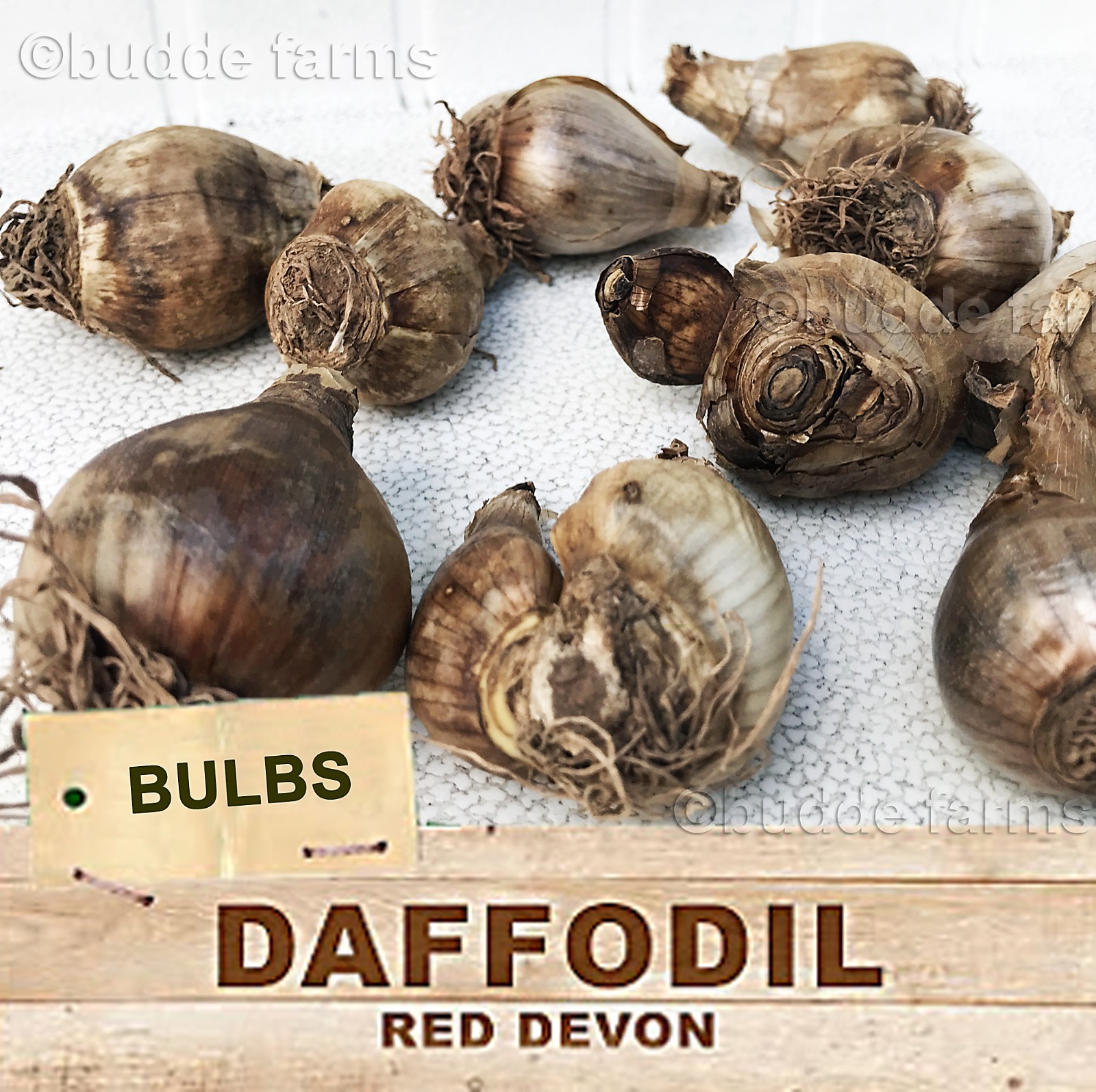 (10-PACK) Daffodil bulbs – Trumpet Mix; Red-Devon or similar *SPRING BLOOMS*