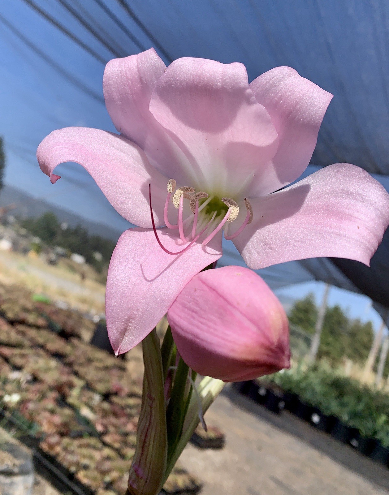 Crinum x Powellii Pink California Lily 1 Jumbo 4-5” Blooming Age Bulb Fragrant