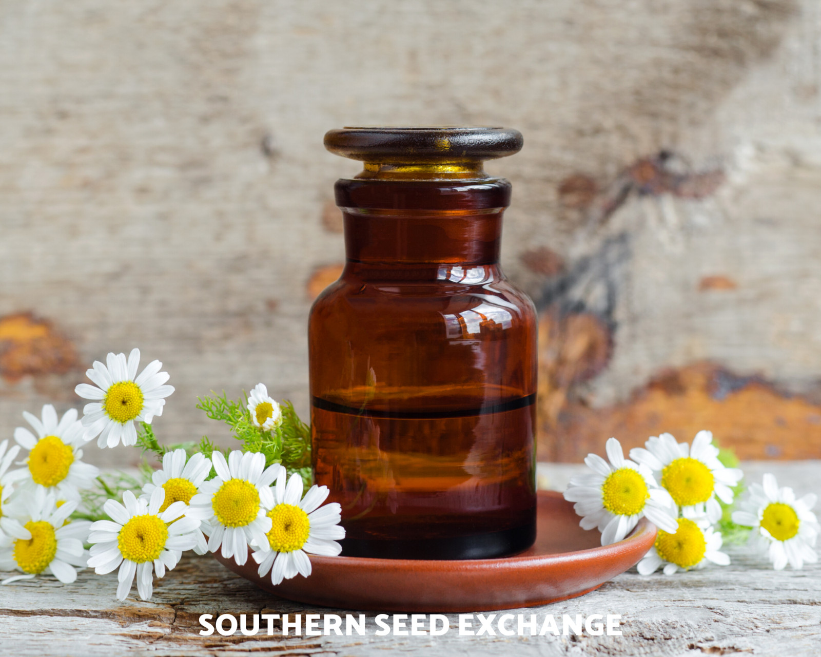 Chamomile, Roman (Anthemis Nobilis) Non-GMO – Medicinal Herb – 300 seeds