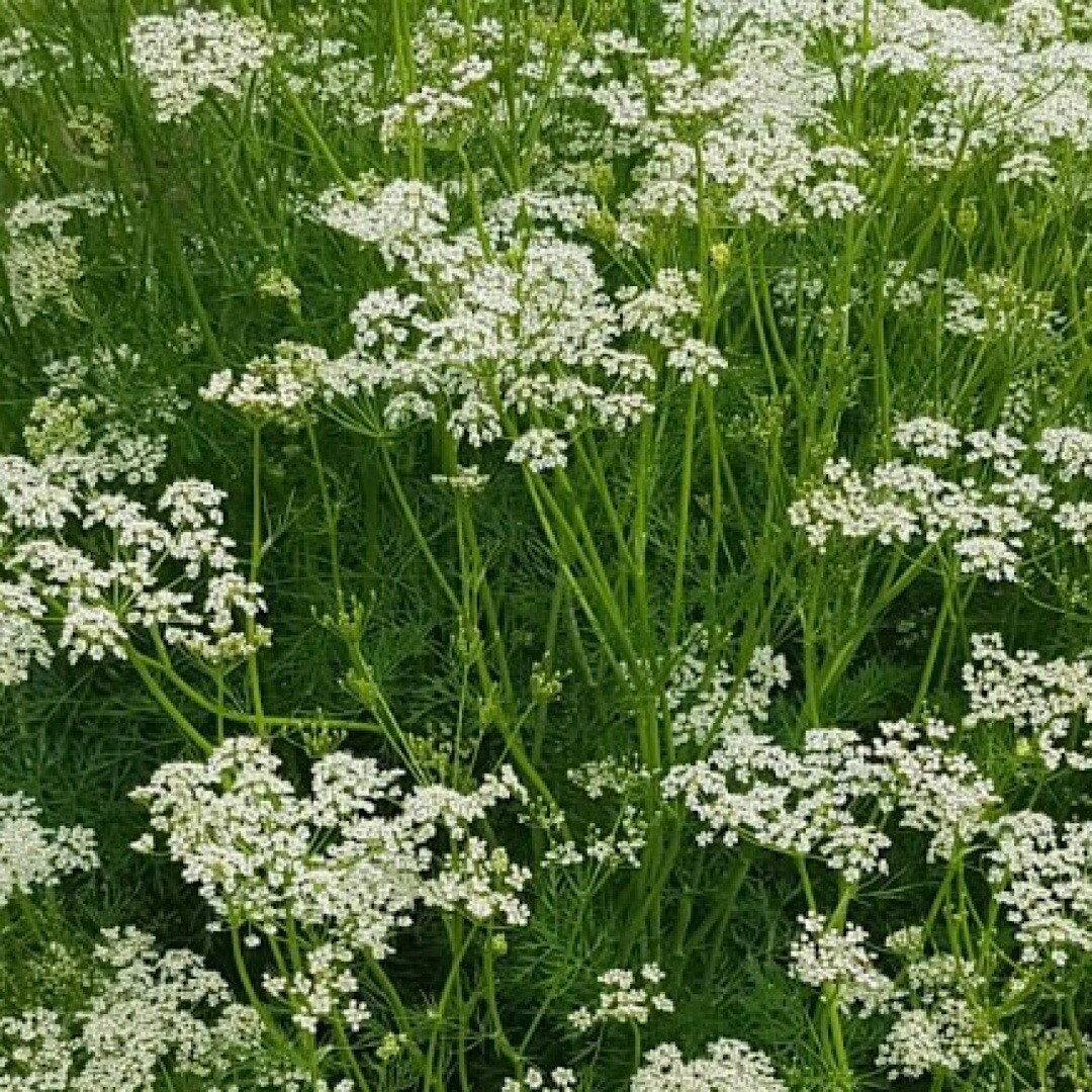 300+ CARAWAY SEEDS FRESH HARVEST GARDENS Herbs Seeds USA