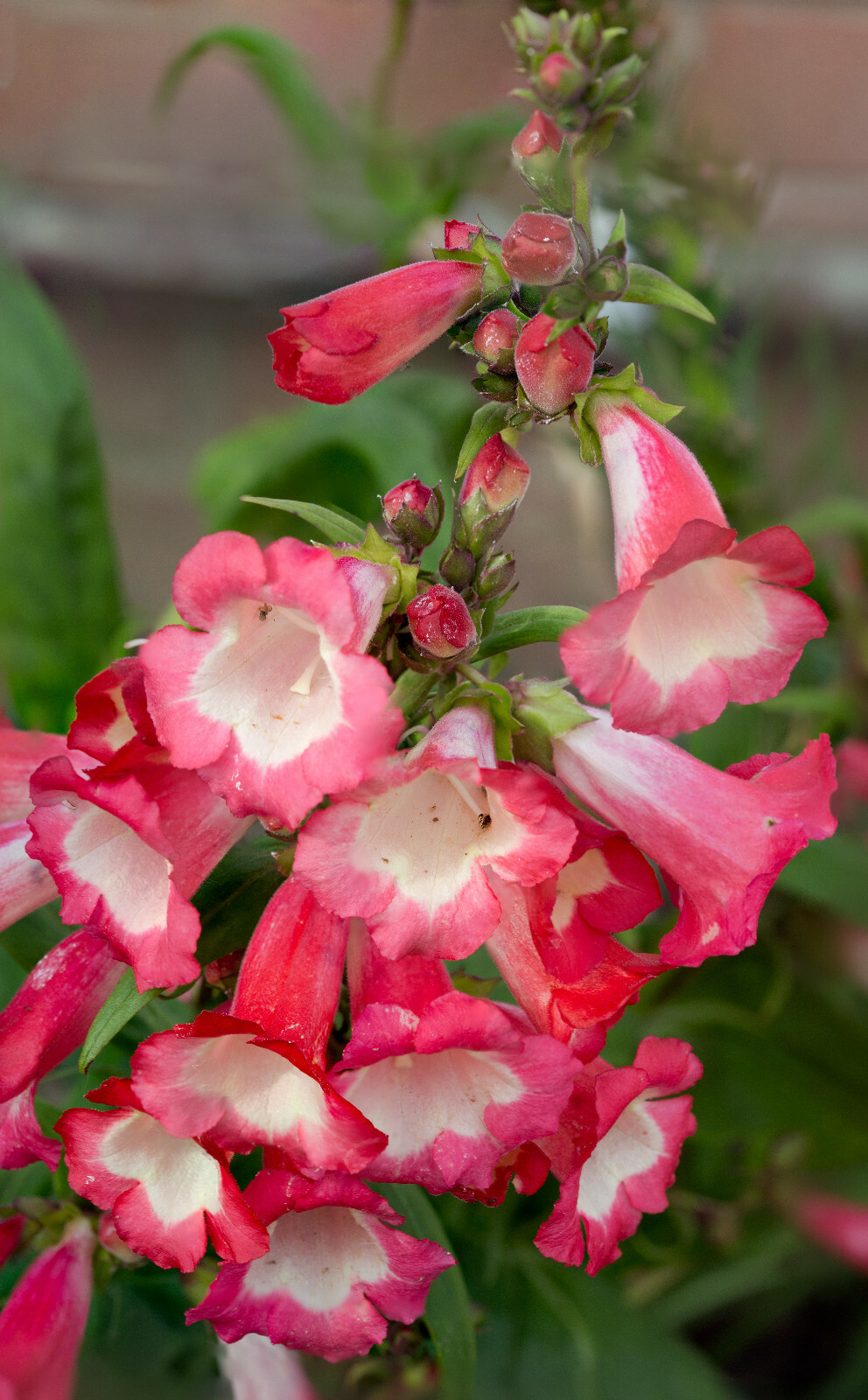 PRETTY PINK PENSTEMON 100 SEEDS, PENSTEMON HARTWEGII, BEARDTONGUE