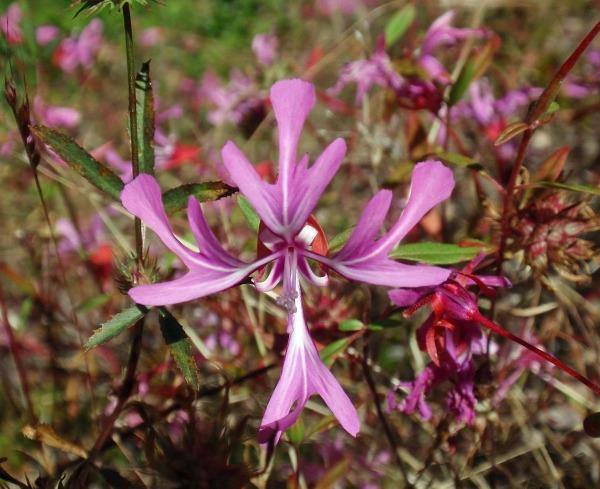 Clarkia concinna | Red or Pink Ribbons | 15 Seeds