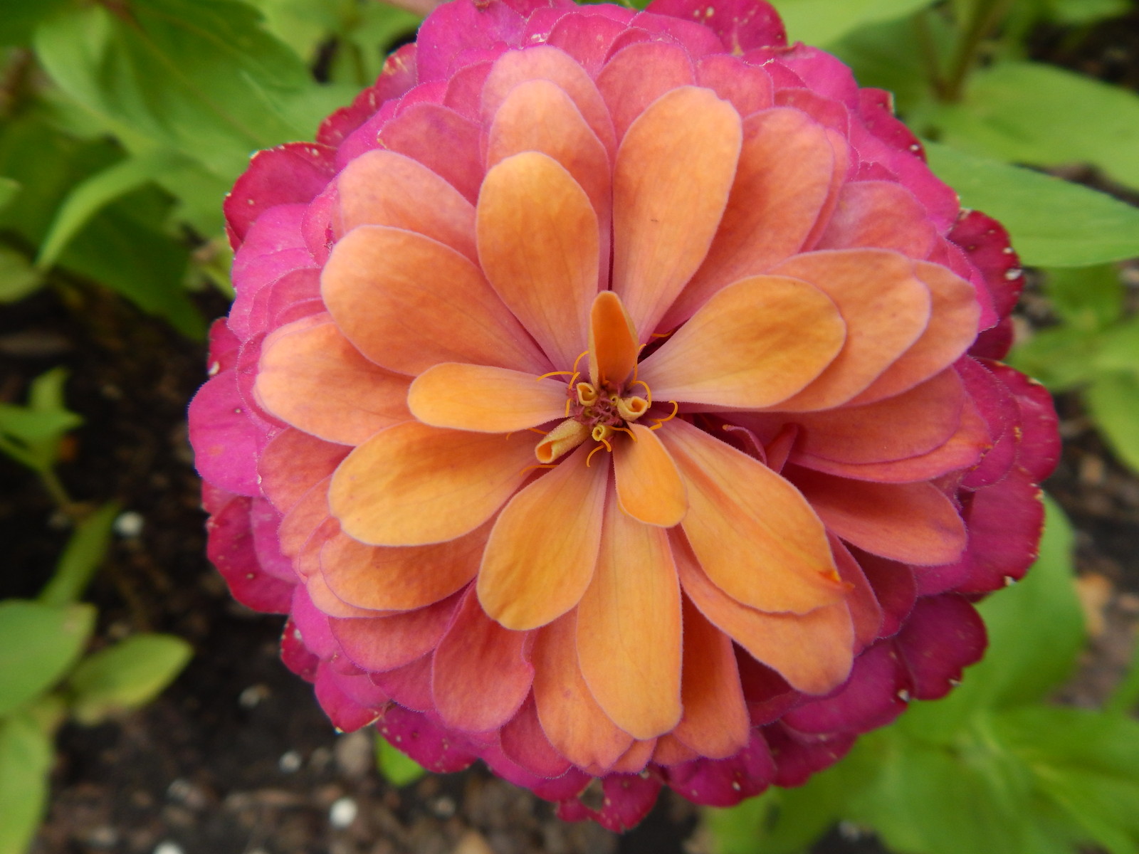 ZINNIA – 50 Fresh Seeds – Mixed Colors – GORGEOUS Blooms!! FREE Shipping