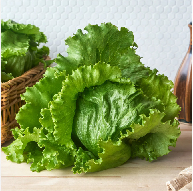 SEEDS – ICEBERG LETTUCE Vibrant Green Leaves Perfect for Tasty Salad or Sandwich