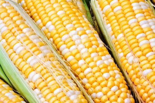 : Peaches & Cream Sweet Corn Seeds Fresh Sweet Corn Seed. FREE Shipping