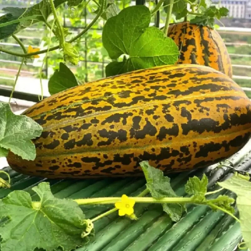 CAMBODIAN’S MUSK MELOM SEEDS- Non GMO – Heirlooms – 500.mg