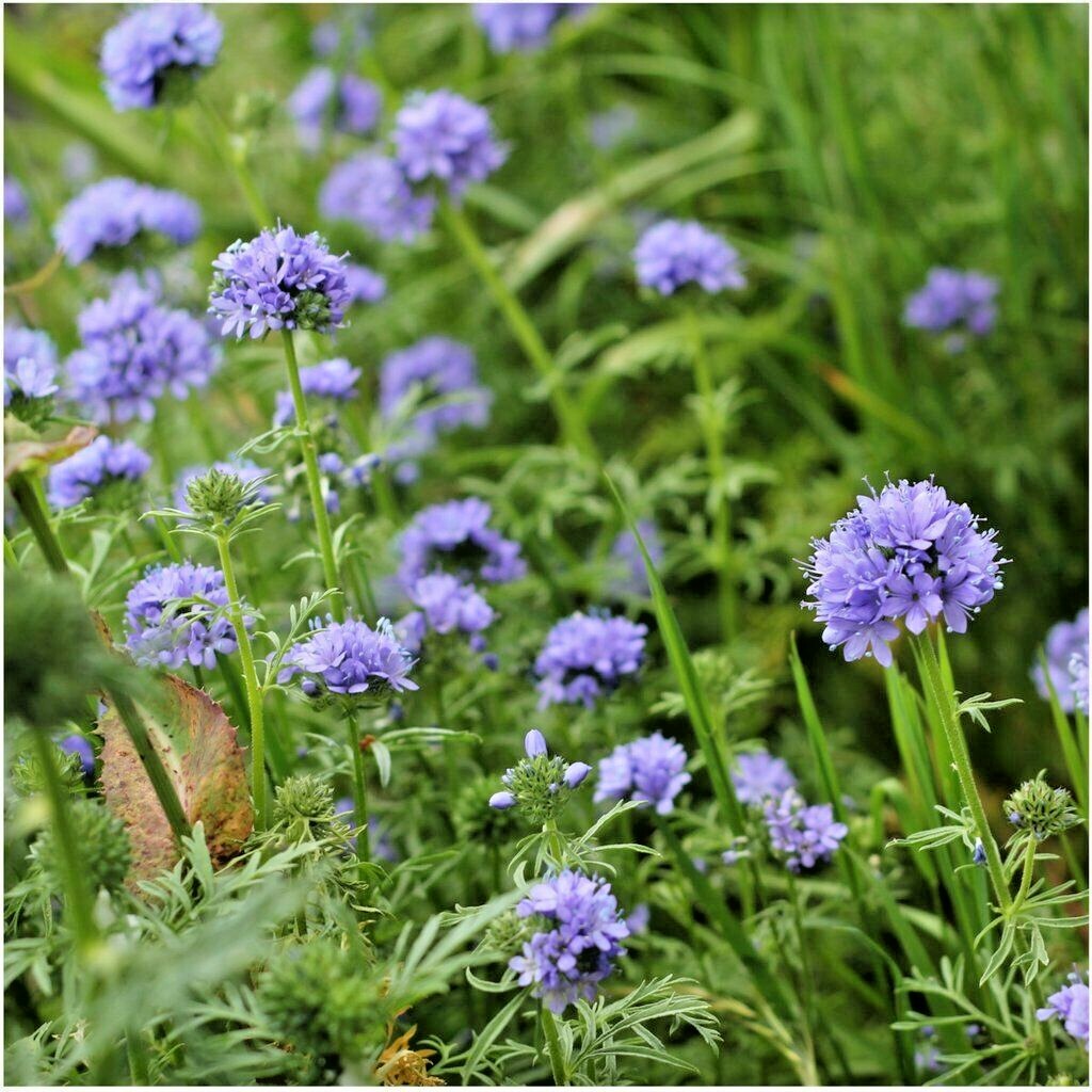 401+GLOBE GILIA THIMBLE Flower Seeds Native Southwest Wildflower Drought Heat