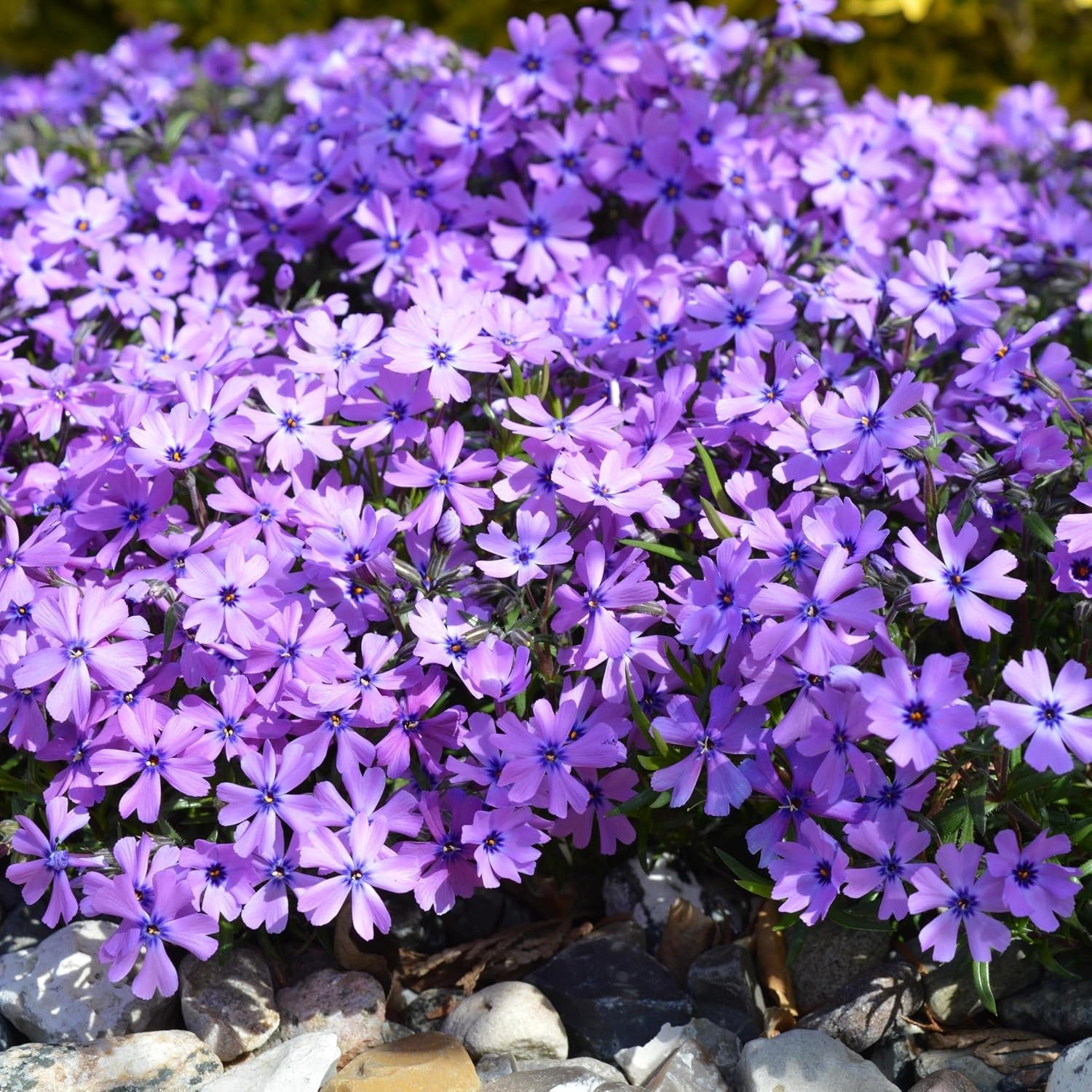 CarpetC 1000+ Creeping Phlox Seeds for Planting, Ground Cover Purple Flowers Sta
