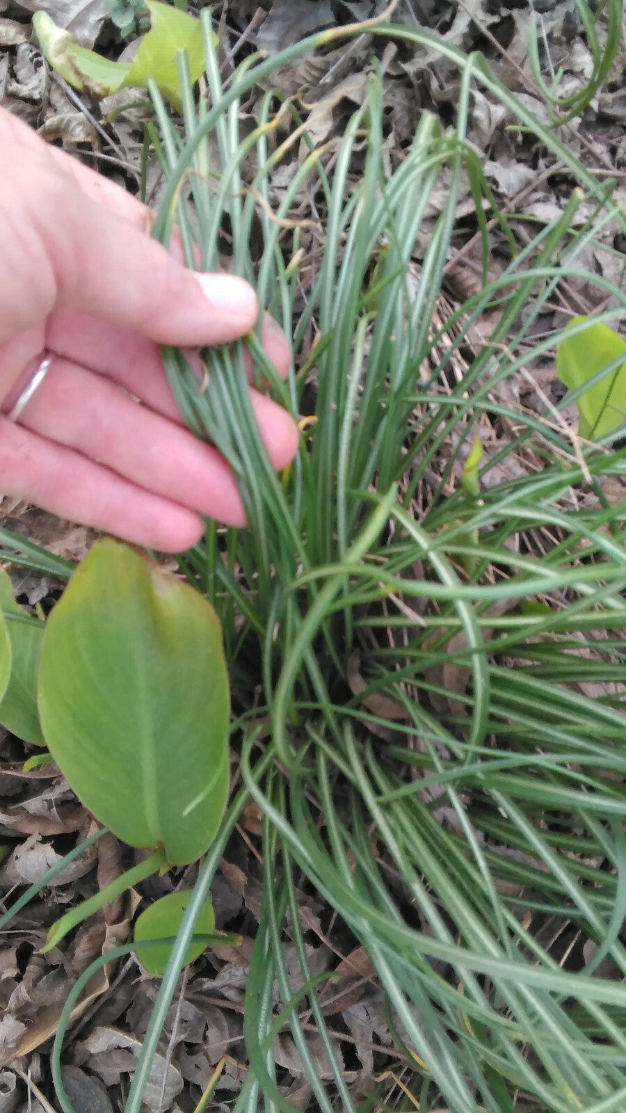 5 Star of Bethlehem (Ornithogalium umbellatum) Bulbs- Fresh & Ready To Plant