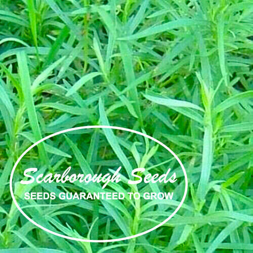 SCARBOROUGH SEEDS TARRAGON 1000 SEEDS ANISE GOURMET NON-GMO HEIRLOOM HERB SALAD