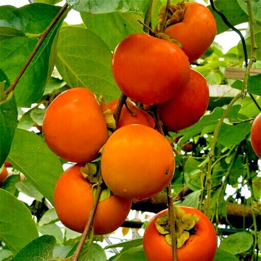 20 JAPANESE PERSIMMON TREE SEEDS (Diospyros Kaki) Asia Hardy Garden Fruit Plant