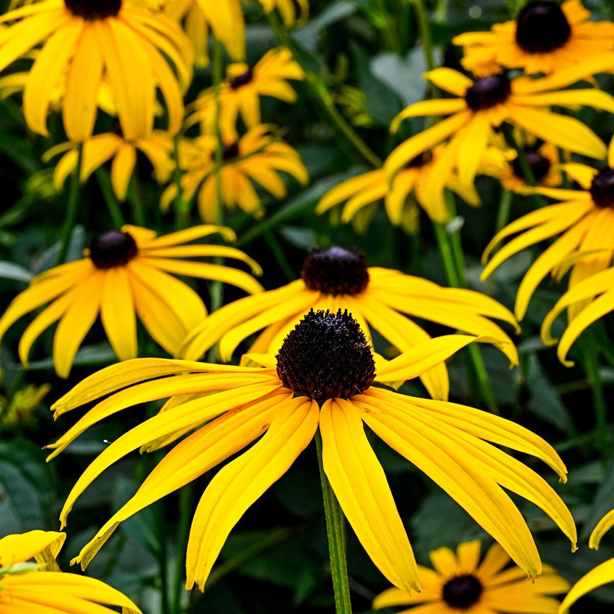 2000 Sweet Black Eyed Susan Wildflower Seeds – Everwilde Farms Mylar Seed Packet