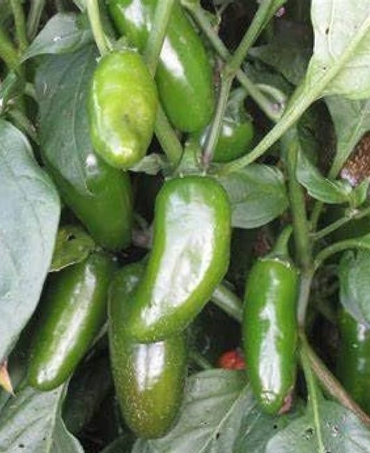 20 Fresh Classic Early Jalapeño Premium Pepper Seeds-A 23