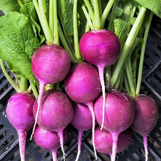 Purple Plum Radish Seeds | Raphanus sativus Purple Radishes Unique Color 2024