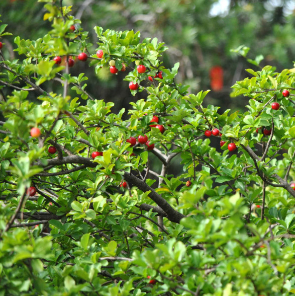 Barbados Cherry Live Plant – 4-6″ Tall – Tropical Fruit Tree for Fresh Eating