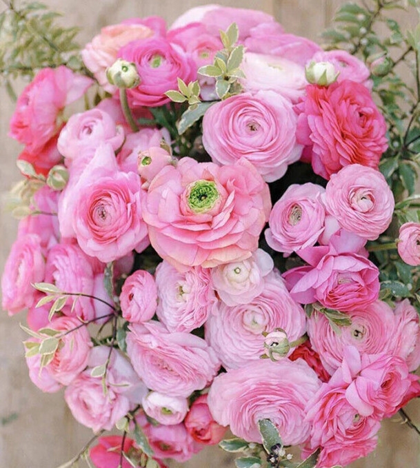 Ranunculus PINK 15 Bulbs Persian Buttercup Peony Rose 7+ Corms Wedding Flowers