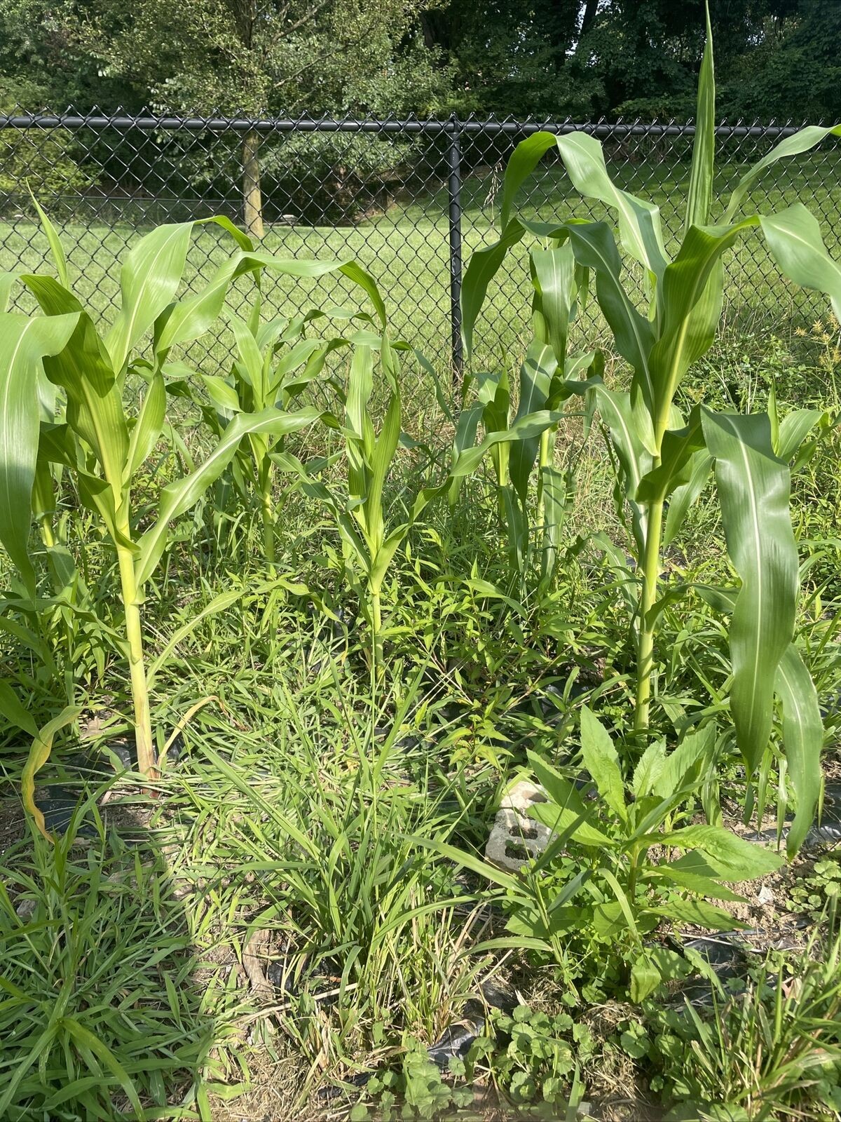 Honey Select Triple Sweet Corn Seeds | AAS Winner Untreated Yellow SY Seed 2024