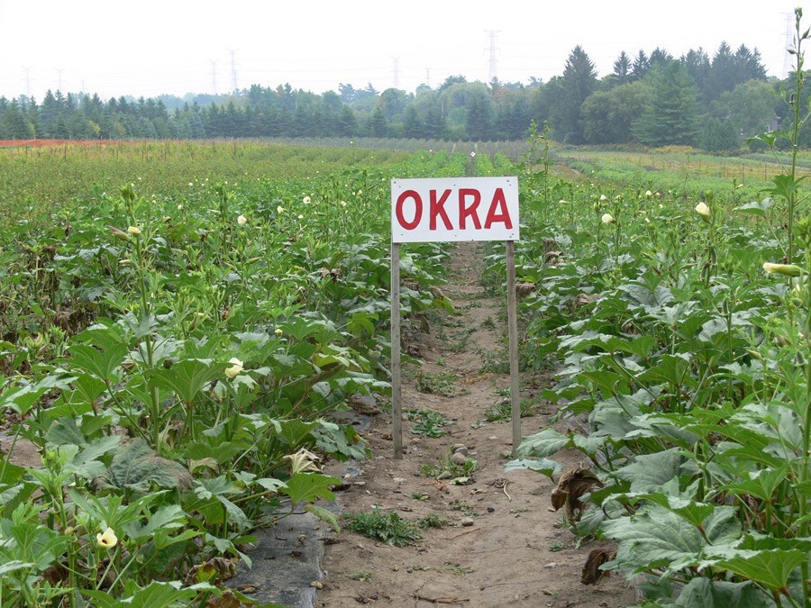 Hill Country Red Okra Seeds NON-GMO Heirloom Open Pollinated Easy to Grow! YUM!