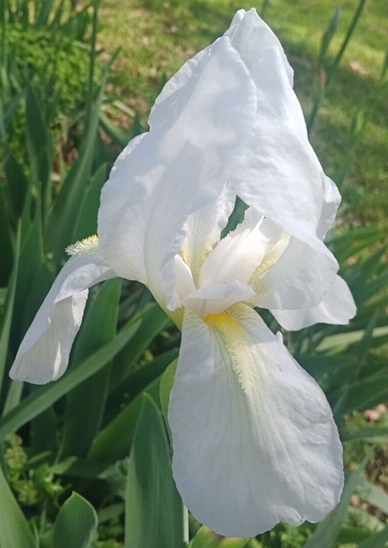 (10) WHITE TALL BEARDED IRIS RHIZOME LIVE ROOT GARDEN PLANTS LOVE SPRING FLOWERS