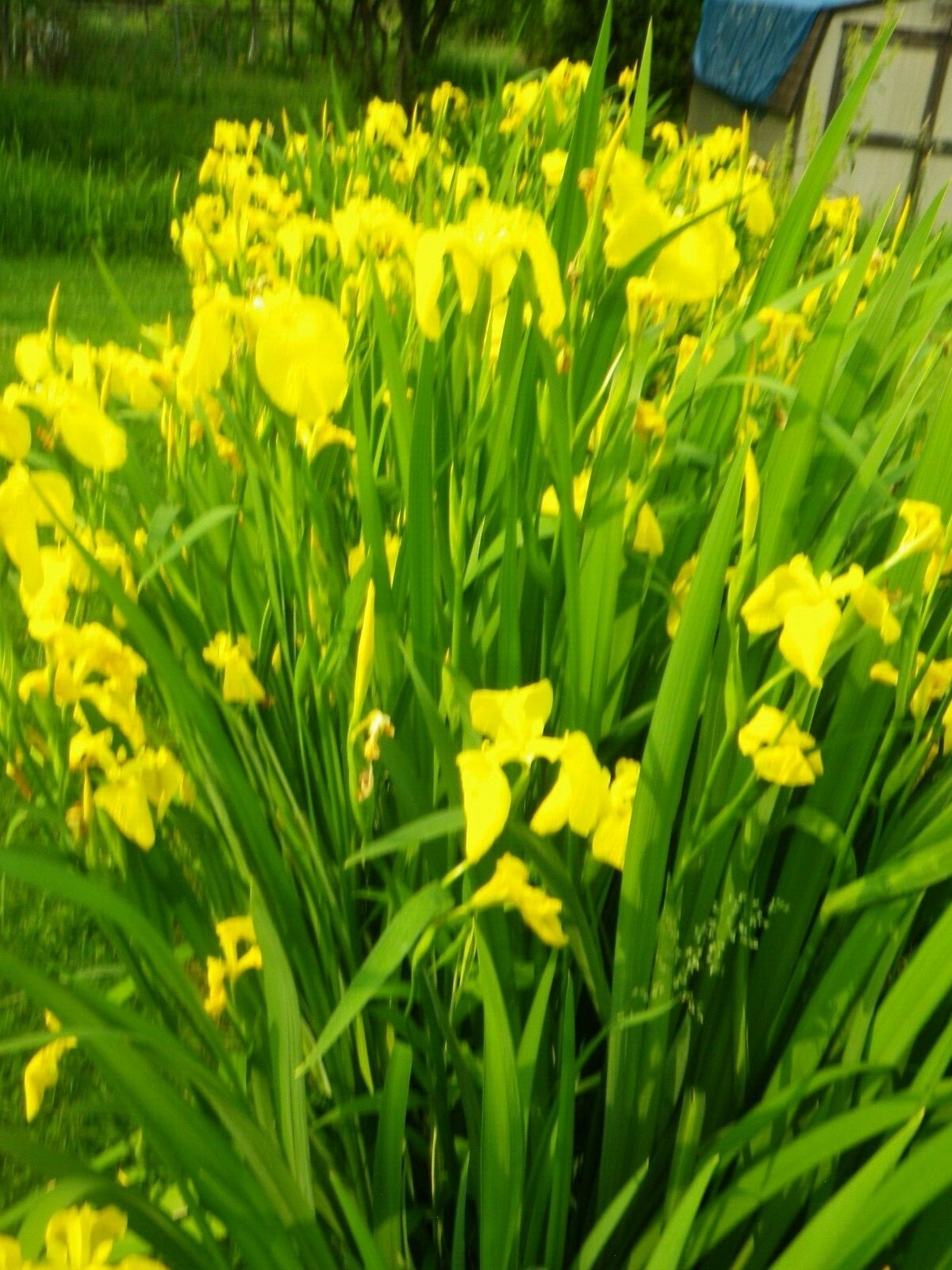 FIVE YELLOW IRIS LOVES WET OR DRY AREAS 5 BARE ROOT HARDY PLANTS LINE BORDERS