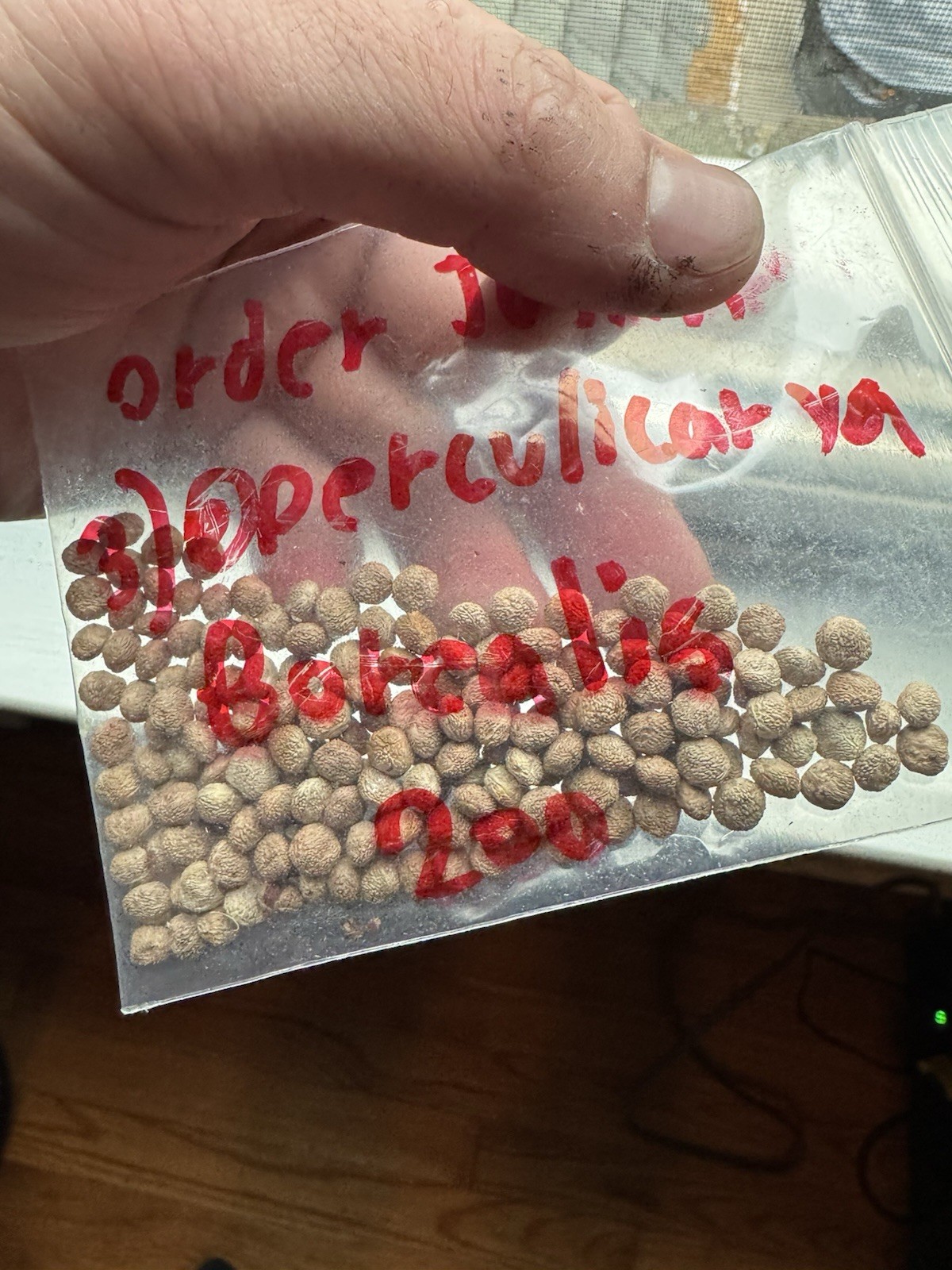 Operculicarya Borealis Set Of 10 Seeds – Rare Pachycaul Caudex Tree Seeds