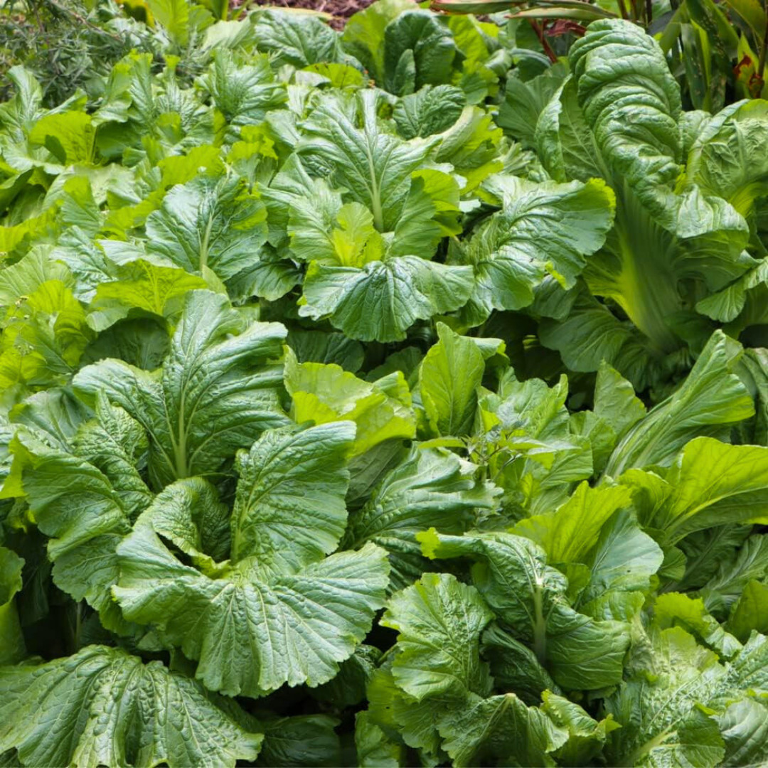 Fresh Florida Broadleaf Mustard Green Seeds | Heirloom Non-GMO | Vegetable seeds