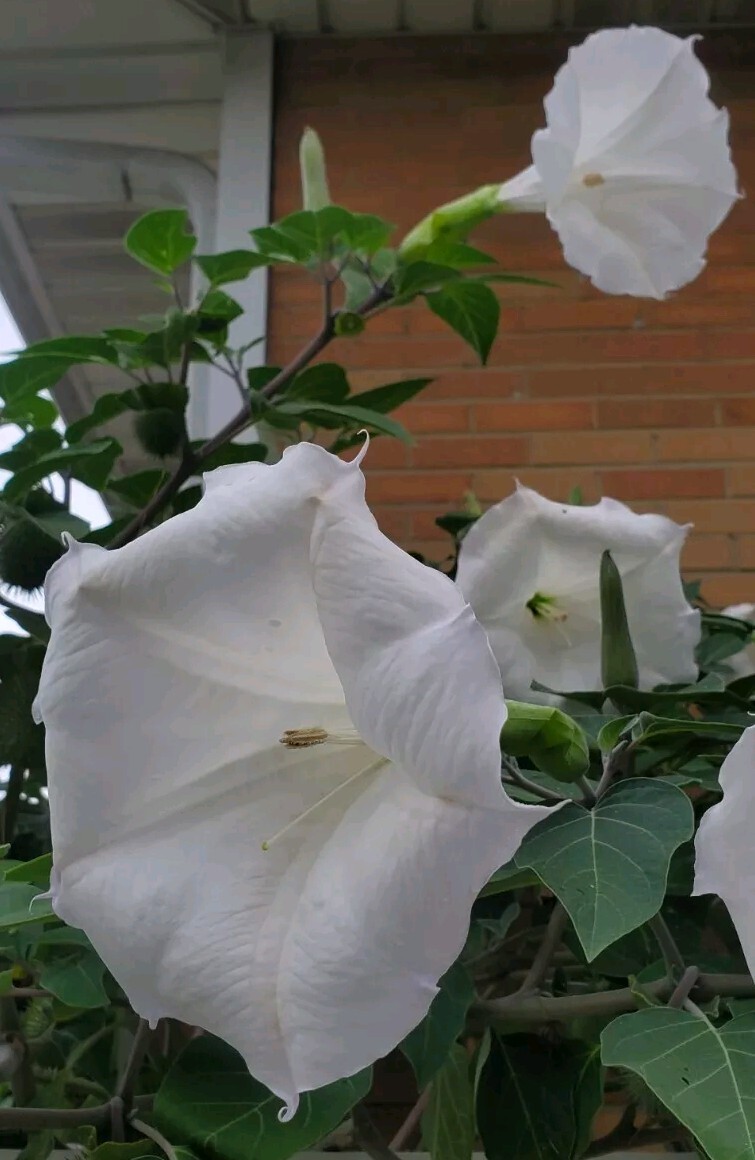 140÷150 Seeds. Datura Stramonium, Jimson Weed, Thorn Apple, Devil’s Trumpet