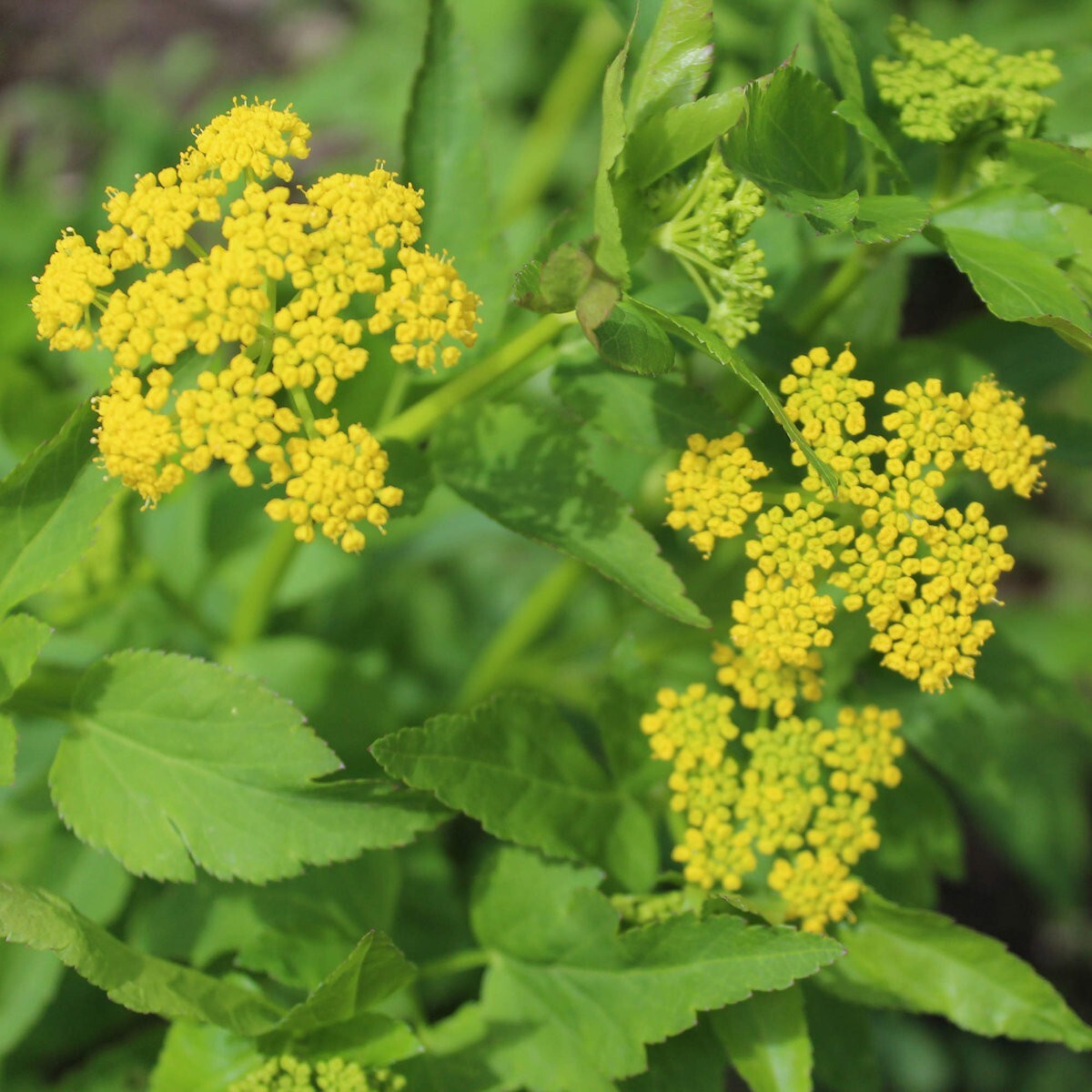 100 Heart Leaf Golden Alexanders Wildflower Seeds – Everwilde Farms Mylar Packet