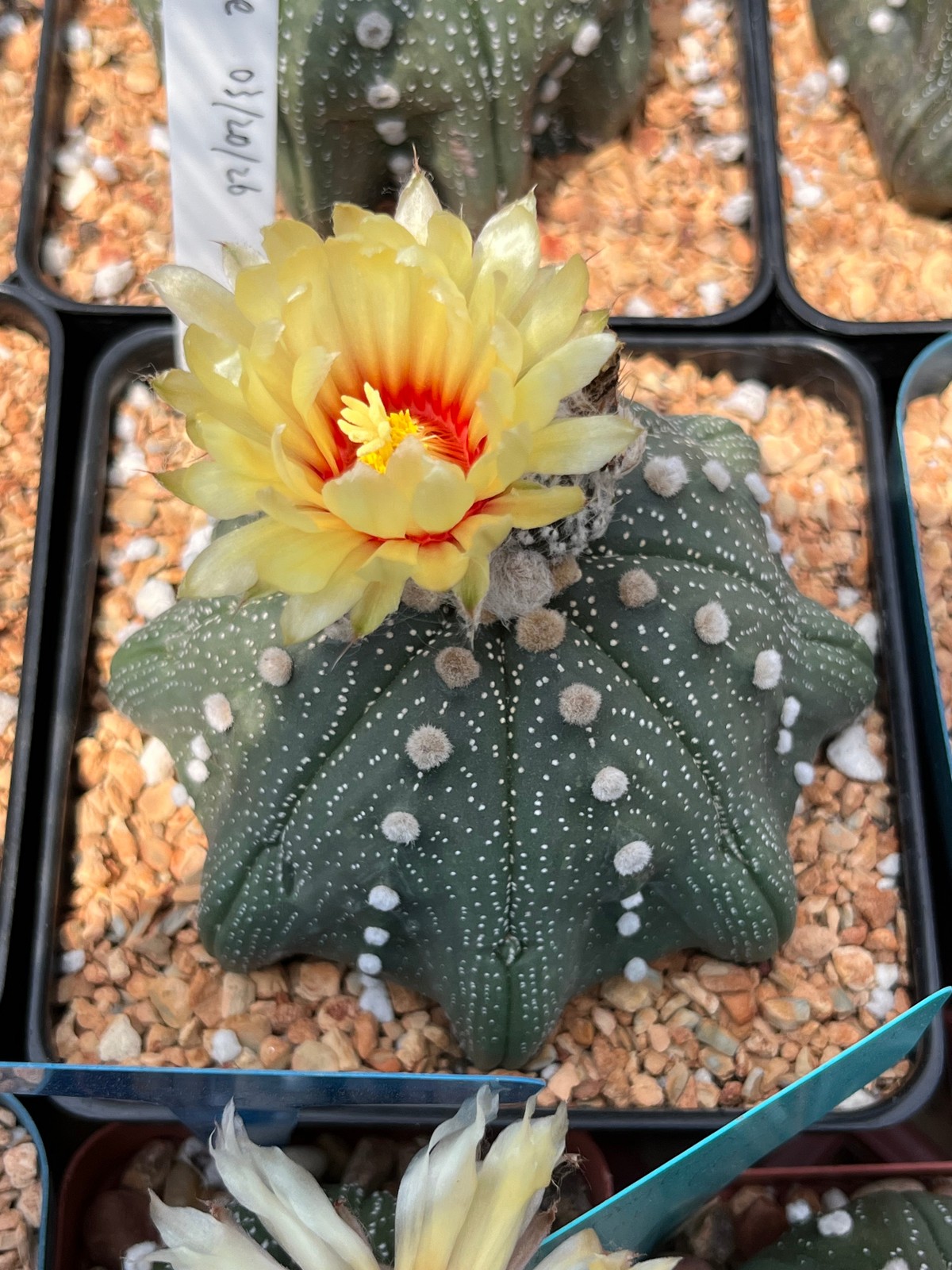 Seed- Astrophytum asterias hybr. x capricorne 25+ seeds (2026)