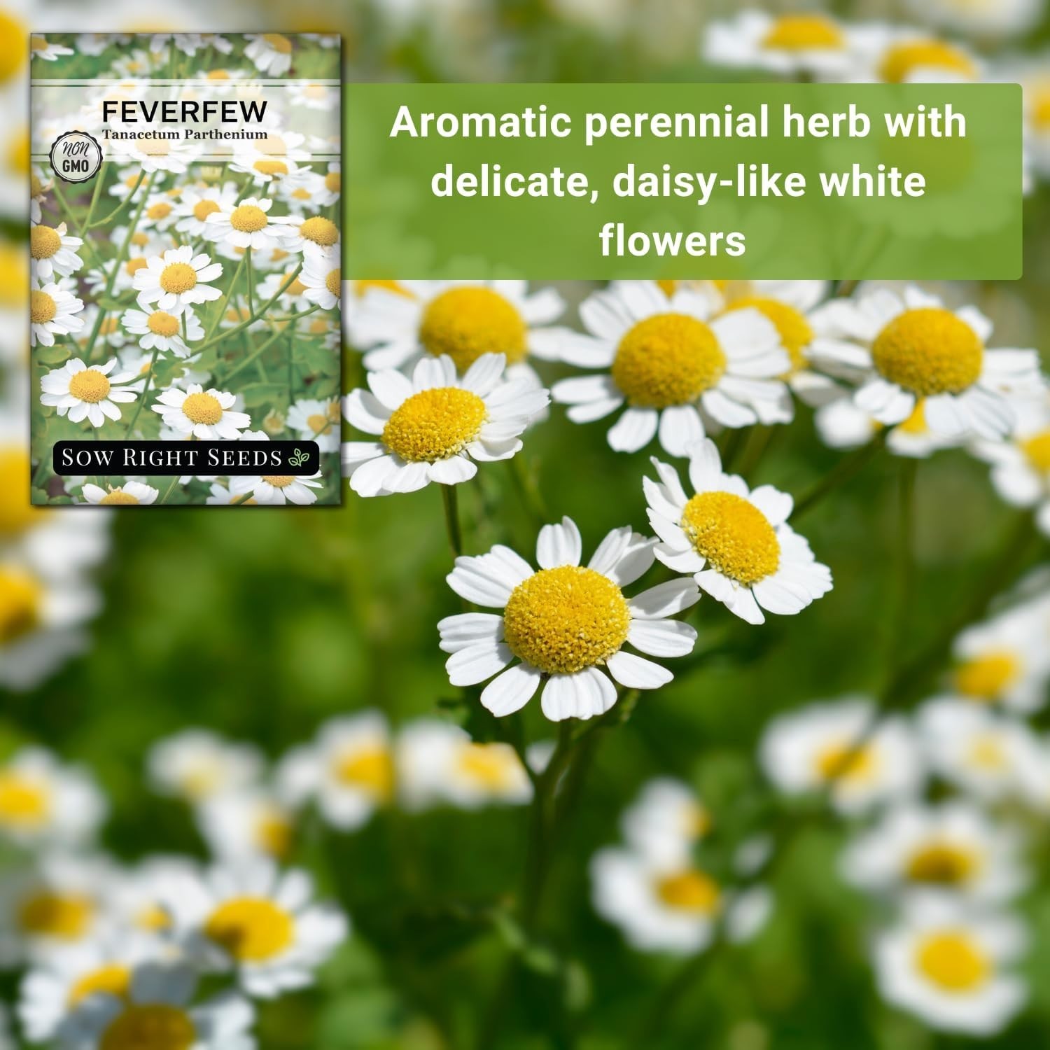 Feverfew Seeds for Planting – Non-GMO Heirloom Packet with Instructions to Pl…
