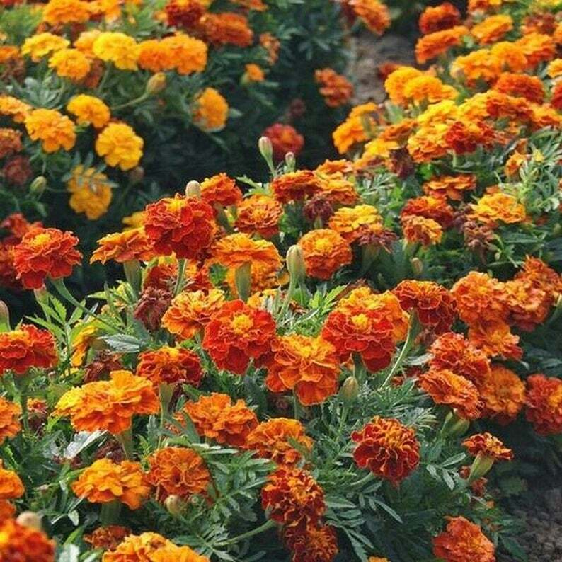 French Marigold Mix LANDSCAPER’S PACK BULK Assorted Heirloom Non-GMO 1000 Seeds!