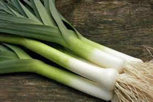 LARGE AMERICAN FLAG LEEK ONION 250 SEEDS FRESH FOR 2024 GARDENS