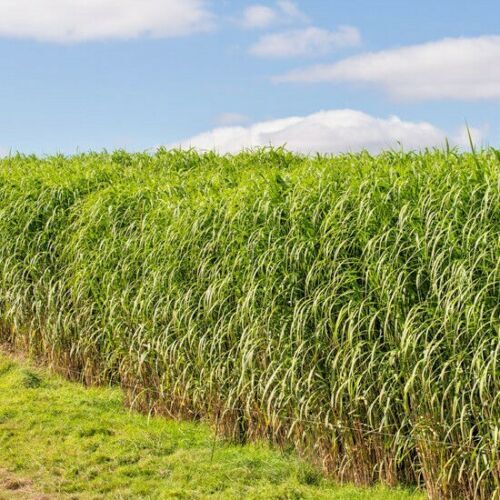 1000+ SWITCH GRASS Seeds Native Prairie Tall Grass Clumping Ornamental Perennial