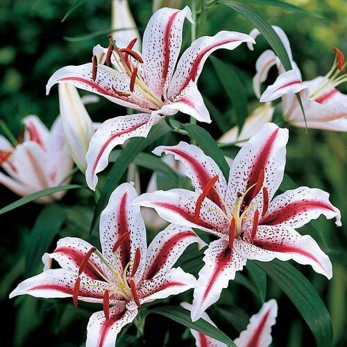 1 Bulb – ORIENTAL LILY DIZZY Perennial Flower ” SPRING SHIPPING ” US Seller