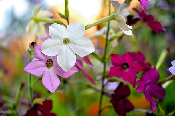 300 SENSATION FLOWERING TOBACCO MIX SEEDS | SALE FREE SHIPPING NON GMO HEIRLOOM