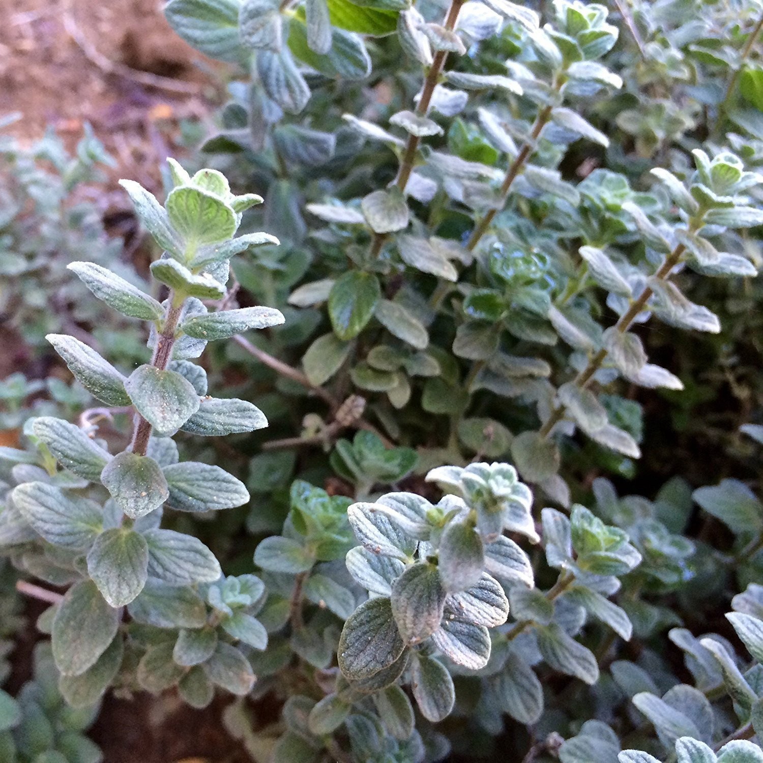 – Wild Zaatar Oregano (Origanum syriacum) – Grow Now or Store for Future Plan…