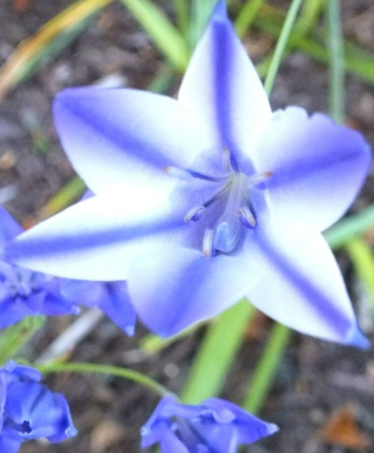 BICOLOR TRIPLET LILY FLOWER BULBS ~BRODIAEA ‘RUDY’~ LATE SPRING/SUMMER BLOOMS!!