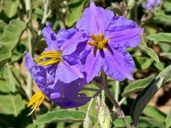 Solanum Virginianum 25 Seeds, Small Shrub Surattense Medicinal Nightshade